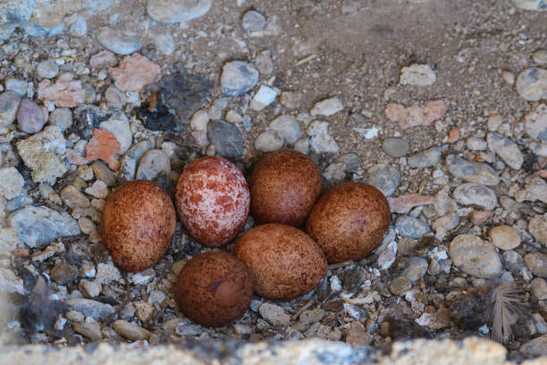 istock Eggs common kestrel Falco tinnunculus in a nest 1391098777