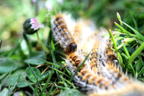 several caterpillars (caterpillar) processionary (processionary) of pine in green grass (green grass) in herd in close-up (macro) - (thaumetopoea pityocampa) - inchworm imagens e fotografias de stock