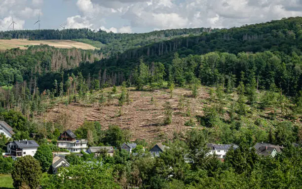 Deforested spruce forest due to forest damage caused by drought and bark beetles in the Wispertal in the Taunus