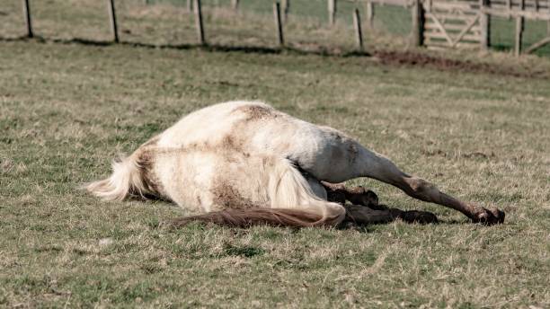 istock Arabian Horse Rolls In Pasture. 1391100204