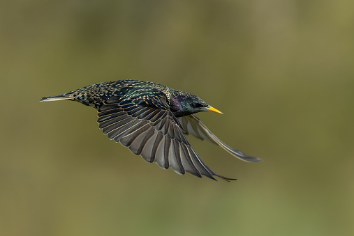 Side view of a flying beautiful common starling (Sturnus vulgaris).