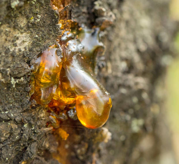 An interesting honey-colored resin on an apricot tree stock photo