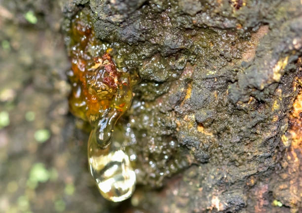 istock Resin on damaged apricot tree 1391100950