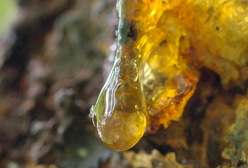 A drop of transparent yellow resin