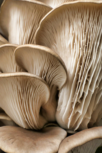 Close up of the gills of Oyster Mushrooms (Pleurotus ostreatus)