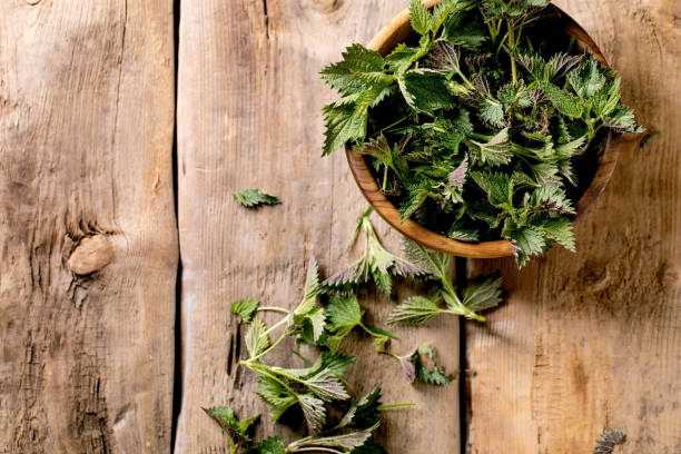 istock Heap of young nettle leaves 1391103511