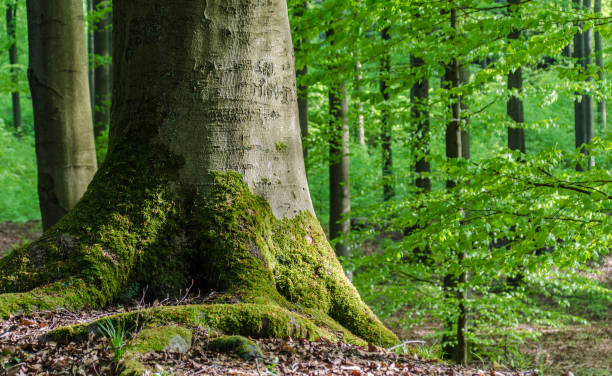 tronco di faggio e foresta verde nei monti taunus - beech tree wilderness area forest log foto e immagini stock