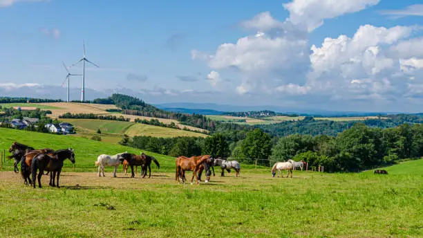Summer in Wispertal in Taunus Mountains - landscape with horse paddock and wind turbines