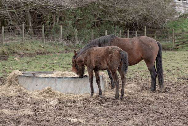istock Horse & Foal Eat From Trough. 1391104755