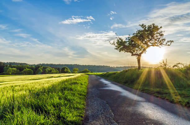 hermoso paisaje en el taunus al atardecer - rheingau fotografías e imágenes de stock