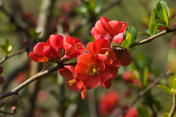 istock Blossoms of ornamental Plum Shrub 1391106863
