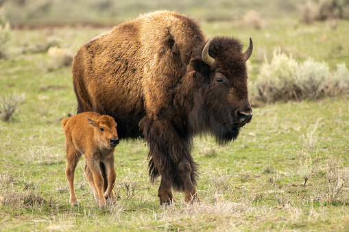 Bison mother and her newborn calf walk forward together in Yellowstone National Park in springtime. Yellowstone is in western United States of America (USA).