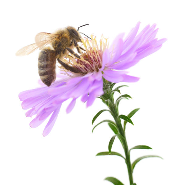 istock Honeybee and blue flower 1391107750