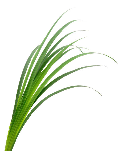 Green grass leaves. stock photo