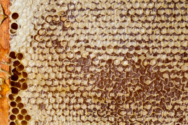 istock honeycomb filled with flower honey 1391108944