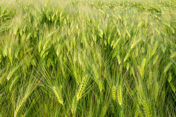 campo d'orzo in estate, messa a fuoco ravvicinata e selettiva, germania - korn foto e immagini stock