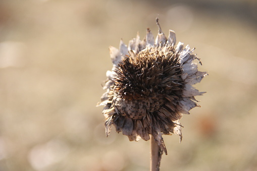 A dried sunflower from the fall.