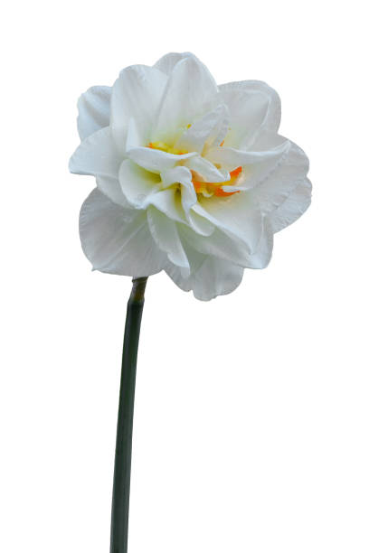 istock Double Daffodil isolated on white background. White Narcissus Replete 1391112822