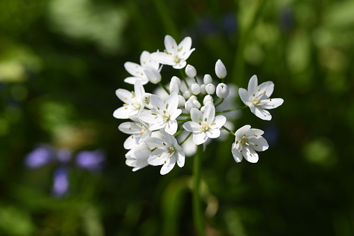 Allium cowanii (Allium neapolitanum) flowers. Amaryllidaceae pennial bulbouus plants. The flowering season is from April to June.