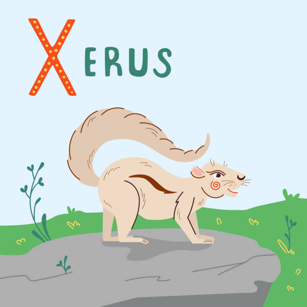 Cute xerus vector illustration with alphabet-X. Ground squirrel character on white background, isolated object. Cute xerus vector illustration. Ground squirrel character on white background, isolated object. african ground squirrel stock illustrations