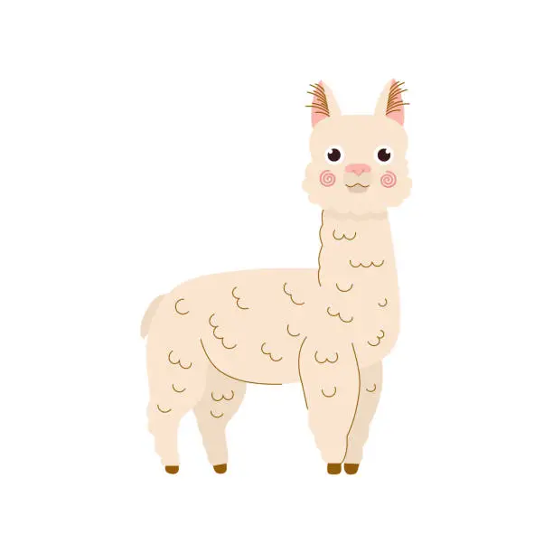 Vector illustration of Llama cartoon illustration. Alpaca vector illustration isolated on white background.for children, kids designe in flat trendy style