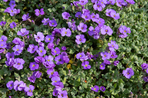 istock Lilacbush (aubrieta deltoidea) flowers 1391113718