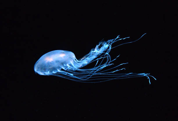 medusa azul 1 - jellyfish sea green underwater fotografías e imágenes de stock