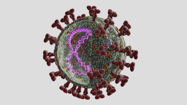 istock Omicron SARS-CoV-2 virus. Cross section with RNA and N-protein visible. Electron microscope enlargement size computer model, coronavirus, 3D rendering. Isolated on white 1391116876