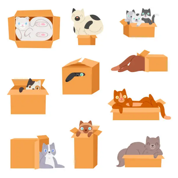 Vector illustration of Cat in box vector kitty pet character domestic animal kitten in boxed gift illustration feline set of pussycat hidding in package isolated on white background