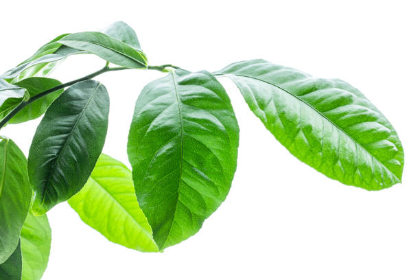 istock Baby lemon lime citrus plant branch isolated on white 1391117222