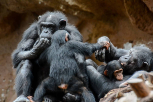 istock Black Chimpanzee Mammal Ape 1391117894