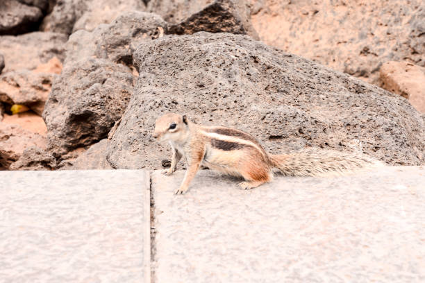 Barbary Ground Squirrel Atlantoxerus Getulus on the Spanish Island Fuerteventura