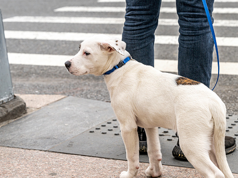 A young mixed breed puppy on a blue leash notices something out of frame as it waits to cross East 97th and Madison Avenue on New York's upper east side on an April morning.