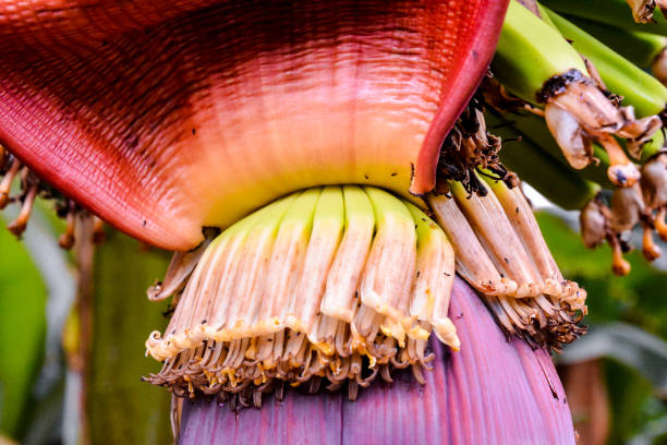 istock Green Bananas Hanging on Banana Tree 1391119717