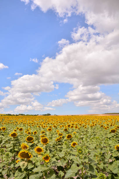 istock European natural countryside 1391119790