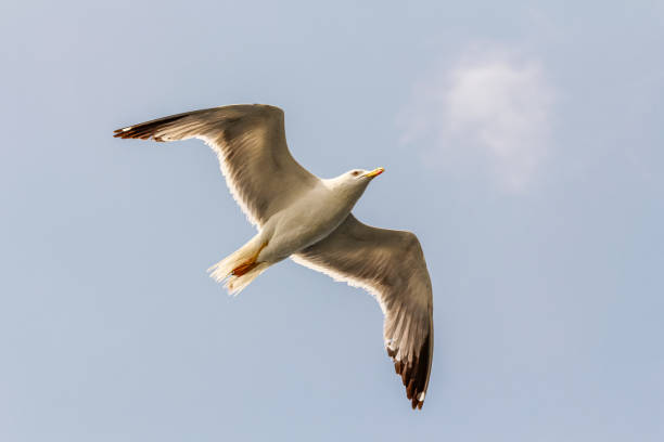 istock A white seagull flying in the air 1391120345