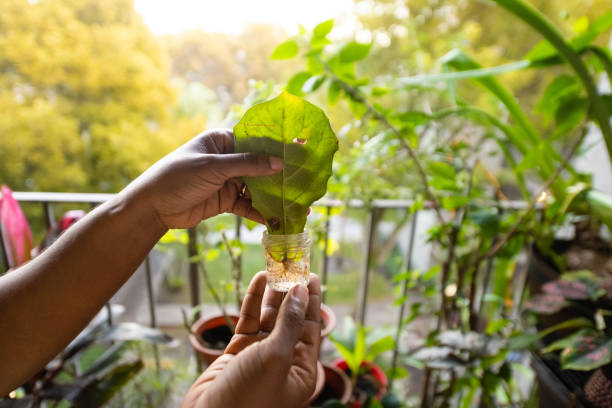 Hands of Black Woman Holding Fiddle Fig Leaf on Balcony