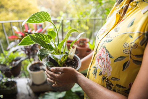 Hands of Black Woman Holding Potted Plant with Philodendron Birkin on Balcony stock photo