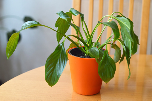 Wilting peace lily (Spathiphyllum) in a pot