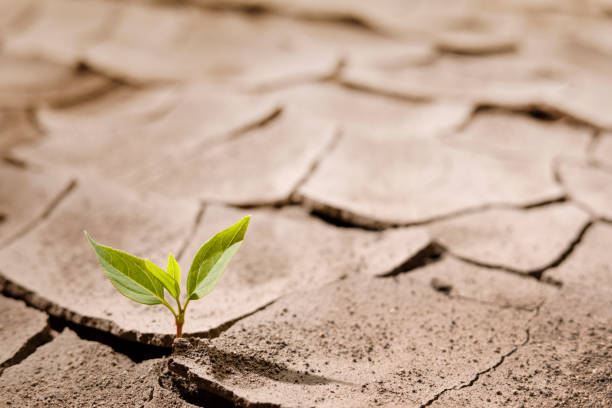 istock Little Plant In The Cracked Soil 1391121962