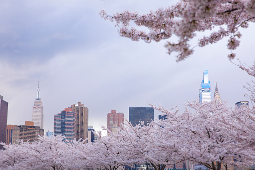 New York city, USA - April 9th 2022: Beautiful view of Cherry blossom with Empire state building and Manhattan buildings at the background.   View from Long island city at New York city.