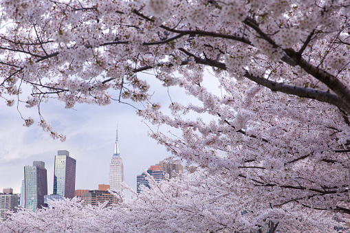 New York city, USA - April 9th 2022: Beautiful view of Cherry blossom with Empire state building and American copper buildings at the background.   View from Long island city at New York city.