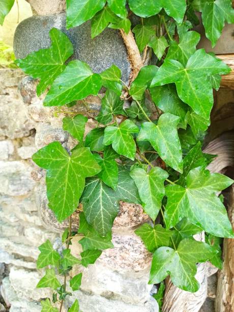 istock ivy on the stone wall 1391122738