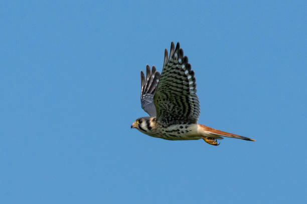 istock American Kestrel in Flight 1391123417