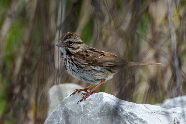 istock Song Sparrow Perched on a Rock 1391123475