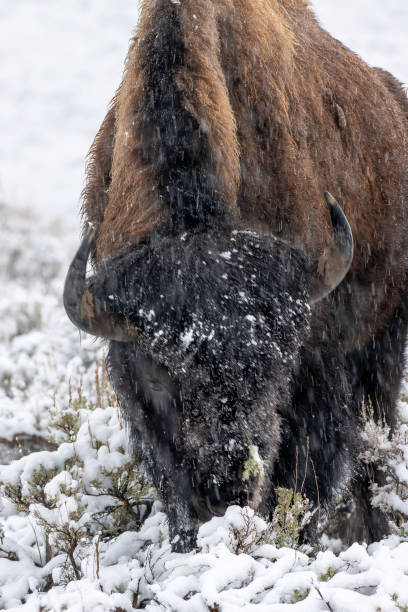 istock Bison or buffalo looking for grass to eat during a springtime snow fall 1391124034
