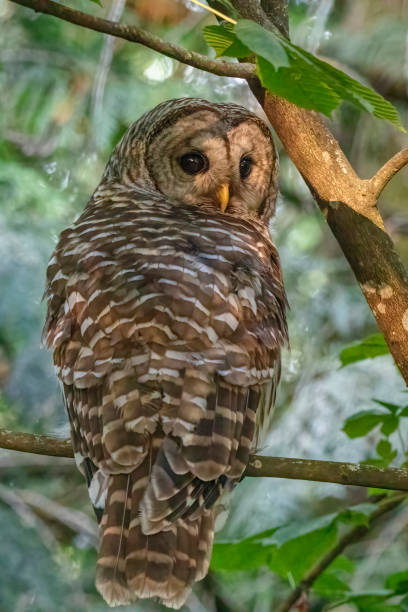 istock barred owl perched at a tree branch, Surrey, BC, Canada 1391124744