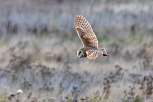 istock barn owl flying behind shrub in Boundary Bay Beach, Delta, BC, Canada 1391124783