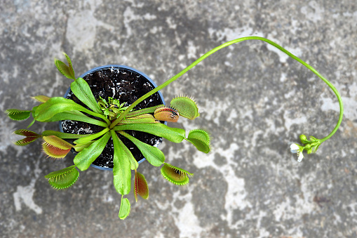 Flowering Venus Flytrap plant showing its long flower stem. Top view of Dionaea Muscipula in a pot