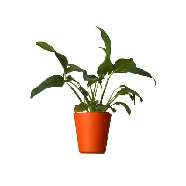 istock Peace lily in pot isolated on white background 1391125462